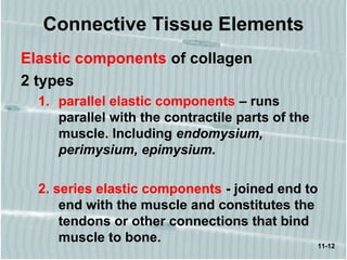 11-12
Connective Tissue Elements
Elastic components of collagen
2 types
1. parallel elastic components – runs
parallel with the contractile parts of the
muscle. Including endomysium,
perimysium, epimysium.
2. series elastic components - joined end to
end with the muscle and constitutes the
tendons or other connections that bind
muscle to bone.
 