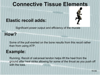 11-13
Connective Tissue Elements
Elastic recoil adds:
Significant power output and efficiency of the mucsle
How?
Some of the pull exerted on the bone results from this recoil rather
than from using ATP.
Example:
Running. Recoil of calcaneal tendon helps lift the heel from the
ground after heal strike allowing for some of the thrust as you push off
with the toes.
 
