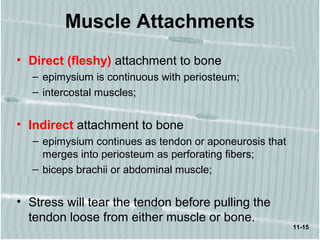 11-15
Muscle Attachments
• Direct (fleshy) attachment to bone
– epimysium is continuous with periosteum;
– intercostal muscles;
• Indirect attachment to bone
– epimysium continues as tendon or aponeurosis that
merges into periosteum as perforating fibers;
– biceps brachii or abdominal muscle;
• Stress will tear the tendon before pulling the
tendon loose from either muscle or bone.
 