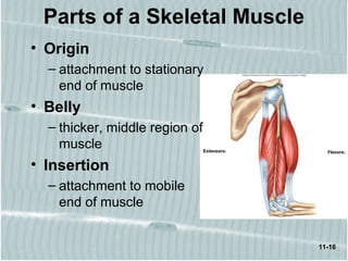 11-16
Parts of a Skeletal Muscle
• Origin
– attachment to stationary
end of muscle
• Belly
– thicker, middle region of
muscle
• Insertion
– attachment to mobile
end of muscle
 