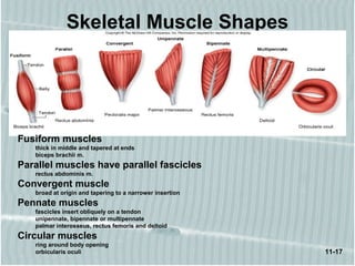 11-17
Skeletal Muscle Shapes
Fusiform muscles
thick in middle and tapered at ends
biceps brachii m.
Parallel muscles have parallel fascicles
rectus abdominis m.
Convergent muscle
broad at origin and tapering to a narrower insertion
Pennate muscles
fascicles insert obliquely on a tendon
unipennate, bipennate or multipennate
palmar interosseus, rectus femoris and deltoid
Circular muscles
ring around body opening
orbicularis oculi
 