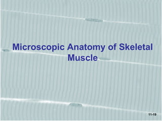 11-19
Microscopic Anatomy of Skeletal
Muscle
 