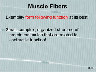 11-20
Muscle Fibers
Exemplify form following function at its best!
Small, complex, organized structure of
protein molecules that are related to
contractile function!
 