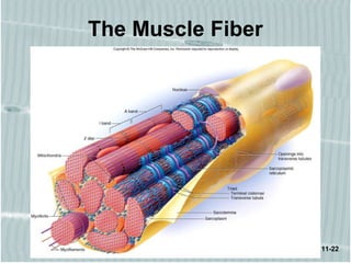 11-22
The Muscle Fiber
 