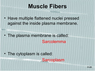 11-23
Muscle Fibers
• Have multiple flattened nuclei pressed
against the inside plasma membrane.
• The plasma membrane is called:
Sarcolemma
• The cytoplasm is called:
Sarcoplasm
 