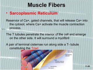 11-26
Muscle Fibers
• Sarcoplasmic Reticulum
Reservior of Ca+, gated channels, that will release Ca+ into
the cytosol, where Ca+ activate the muscle contraction
process.
The T tubules penetrate the interior of the cell and emerge
on the other side. It will surround a myofibril
A pair of terminal cisternae run along side a T- tubule
constituting the Triad
 