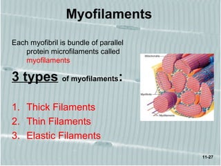 11-27
Myofilaments
Each myofibril is bundle of parallel
protein microfilaments called
myofilaments
3 types of myofilaments:
1. Thick Filaments
2. Thin Filaments
3. Elastic Filaments
 
