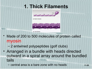 11-28
1. Thick Filaments
• Made of 200 to 500 molecules of protein called
myosin
– 2 entwined polypeptides (golf clubs)
• Arranged in a bundle with heads directed
outward in a spiral array around the bundled
tails
– central area is a bare zone with no heads
 