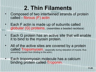 11-29
2. Thin Filaments
• Composed of two intertwined strands of protein
called - fibrous (F) actin
• Each F actin is made up of subunits called
globular (G) proteins. (resembles a beaded necklace)
• Each G protein has an active site that will enable
it to bind to the myosin protein.
• All of the active sites are covered by a protein
called Tropomyosin. (especially during relaxation of muscle, thus
preventing myosin from binding to the actin).
• Each tropomyosin molecule has a calcium
binding protein called Troponin.
 