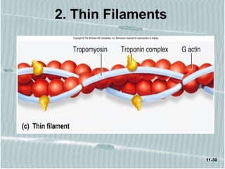 2. Thin Filaments
11-30
 