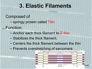 11-32
3. Elastic Filaments
Composed of
– springy protein called Titin
Function:
– Anchor each thick filament to Z disc
– Stabilizes the thick filament,
– Centers the thick filament between the thin
– Prevents overstretching of sarcomere
 