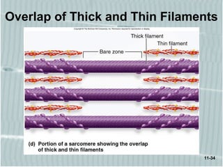 11-34
Overlap of Thick and Thin Filaments
 
