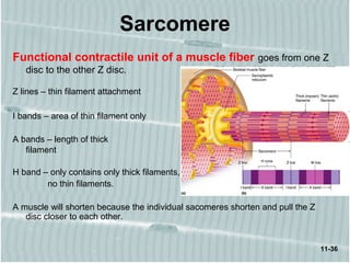 Sarcomere
Functional contractile unit of a muscle fiber goes from one Z
disc to the other Z disc.
Z lines – thin filament attachment
I bands – area of thin filament only
A bands – length of thick
filament
H band – only contains only thick filaments,
no thin filaments.
A muscle will shorten because the individual sacomeres shorten and pull the Z
disc closer to each other.
11-36
 