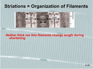 11-37
Striations = Organization of Filaments
Neither thick nor thin filaments change length during
shortening
 