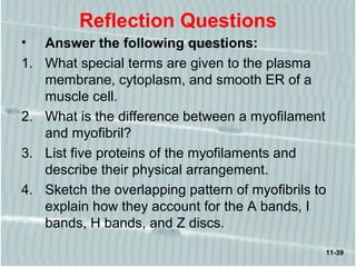 11-39
Reflection Questions
• Answer the following questions:
1. What special terms are given to the plasma
membrane, cytoplasm, and smooth ER of a
muscle cell.
2. What is the difference between a myofilament
and myofibril?
3. List five proteins of the myofilaments and
describe their physical arrangement.
4. Sketch the overlapping pattern of myofibrils to
explain how they account for the A bands, I
bands, H bands, and Z discs.
 