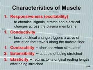 11-4
Characteristics of Muscle
1. Responsiveness (excitability)
– to chemical signals, stretch and electrical
changes across the plasma membrane
1. Conductivity
– local electrical change triggers a wave of
excitation that travels along the muscle fiber
1. Contractility -- shortens when stimulated
2. Extensibility -- capable of being stretched
3. Elasticity -- returns to its original resting length
after being stretched
 