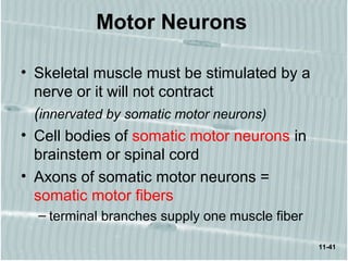 11-41
Motor Neurons
• Skeletal muscle must be stimulated by a
nerve or it will not contract
(innervated by somatic motor neurons)
• Cell bodies of somatic motor neurons in
brainstem or spinal cord
• Axons of somatic motor neurons =
somatic motor fibers
– terminal branches supply one muscle fiber
 