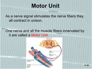 11-42
Motor Unit
As a nerve signal stimulates the nerve fibers they
all contract in unison.
One nerve and all the muscle fibers innervated by
it are called a Motor Unit.
 