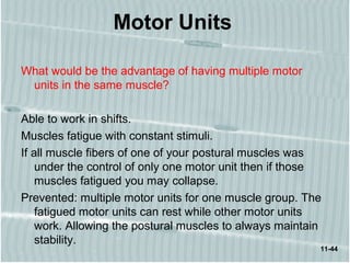 11-44
Motor Units
What would be the advantage of having multiple motor
units in the same muscle?
Able to work in shifts.
Muscles fatigue with constant stimuli.
If all muscle fibers of one of your postural muscles was
under the control of only one motor unit then if those
muscles fatigued you may collapse.
Prevented: multiple motor units for one muscle group. The
fatigued motor units can rest while other motor units
work. Allowing the postural muscles to always maintain
stability.
 