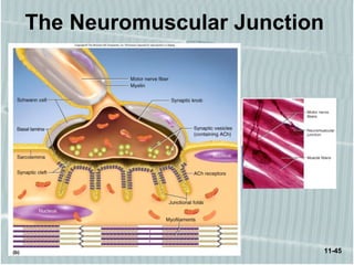 11-45
The Neuromuscular Junction
 