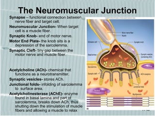 11-46
The Neuromuscular Junction
Synapse – functional connection between
nerve fiber and target cell.
Neuromuscular Junction- When target
cell is a muscle fiber.
Synaptic Knob- end of motor nerve.
Motor End Plate- the knob sits is a
depression of the sarcolemma.
Synaptic Cleft- tiny gap between the
motor nerve and muscle fiber.
Acetylcholine (ACh)- chemical that
functions as a neurotransmitter.
Synaptic vesicles- stores ACh.
Junctional folds- infolding of sarcolemma
to surface area.
Acetylcholinesterase (AChE)- enzyme
found in basal lamina and part of
sarcolemma, breaks down ACh, thus
shutting down the stimulation of muscle
fibers and allowing a muscle to relax
 