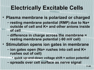 11-48
Electrically Excitable Cells
• Plasma membrane is polarized or charged
– resting membrane potential (RMP) due to Na+
outside of cell and K+ and other anions inside
of cell
– difference in charge across the membrane =
resting membrane potential (-90 mV cell)
• Stimulation opens ion gates in membrane
– ion gates open (Na+ rushes into cell and K+
rushes out of cell)
• quick up-and-down voltage shift = action potential
– spreads over cell surface as nerve signal
 