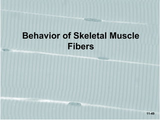 11-49
Behavior of Skeletal Muscle
Fibers
 