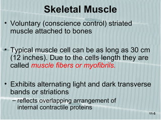 11-5
Skeletal Muscle
• Voluntary (conscience control) striated
muscle attached to bones
• Typical muscle cell can be as long as 30 cm
(12 inches). Due to the cells length they are
called muscle fibers or myofibrils.
• Exhibits alternating light and dark transverse
bands or striations
– reflects overlapping arrangement of
internal contractile proteins
 