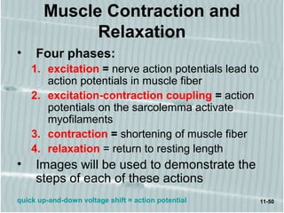 11-50
Muscle Contraction and
Relaxation
• Four phases:
1. excitation = nerve action potentials lead to
action potentials in muscle fiber
2. excitation-contraction coupling = action
potentials on the sarcolemma activate
myofilaments
3. contraction = shortening of muscle fiber
4. relaxation = return to resting length
• Images will be used to demonstrate the
steps of each of these actions
quick up-and-down voltage shift = action potential
 