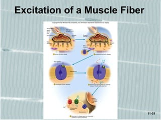 11-51
Excitation of a Muscle Fiber
 