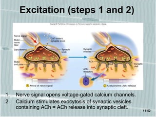 11-52
Excitation (steps 1 and 2)
1. Nerve signal opens voltage-gated calcium channels.
2. Calcium stimulates exocytosis of synaptic vesicles
containing ACh = ACh release into synaptic cleft.
 