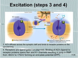 11-53
Excitation (steps 3 and 4)
3. ACh diffuses across the synaptic cleft and binds to receptor proteins on the
sarcolemma.
4. Receptors are ligand-gated ion channels. Binding of ACh (ligand) to
receptor proteins opens Na+ and K+ channels resulting in jump in RMP
from -90mV to +75mV forming an end-plate potential (EPP).
 