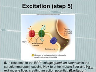 11-54
Excitation (step 5)
5. In response to the EPP, voltage gated ion channels in the
sarcolemma open, causing Na+ to enter muscle fiber and K+
exit muscle fiber, creating an action potential. (Excitation)
 