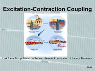 11-55
Excitation-Contraction Coupling
Link the action potential on the sarcolemma to activation of the myofilaments.
 