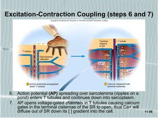 11-56
Excitation-Contraction Coupling (steps 6 and 7)
6. Action potential (AP) spreading over sarcolemma (ripples on a
pond) enters T tubules and continues down into sarcoplasm.
7. AP opens voltage-gated channels in T tubules causing calcium
gates in the terminal cisternae of the SR to open, thus Ca+ will
diffuse out of SR down its [ ] gradient into the cell.
 