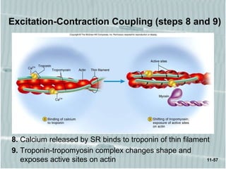 11-57
Excitation-Contraction Coupling (steps 8 and 9)
8. Calcium released by SR binds to troponin of thin filament
9. Troponin-tropomyosin complex changes shape and
exposes active sites on actin
 