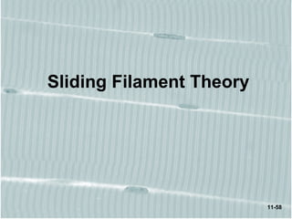11-58
Sliding Filament Theory
 