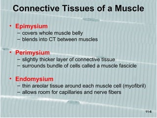 11-6
Connective Tissues of a Muscle
• Epimysium
– covers whole muscle belly
– blends into CT between muscles
• Perimysium
– slightly thicker layer of connective tissue
– surrounds bundle of cells called a muscle fascicle
• Endomysium
– thin areolar tissue around each muscle cell (myofibril)
– allows room for capillaries and nerve fibers
 