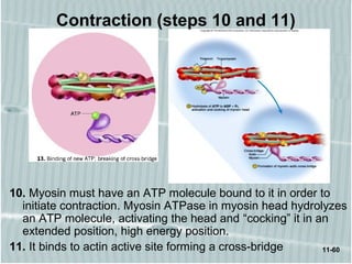 11-60
Contraction (steps 10 and 11)
10. Myosin must have an ATP molecule bound to it in order to
initiate contraction. Myosin ATPase in myosin head hydrolyzes
an ATP molecule, activating the head and “cocking” it in an
extended position, high energy position.
11. It binds to actin active site forming a cross-bridge
 