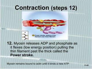 11-61
Contraction (steps 12)
12. Myosin releases ADP and phosphate as
it flexes (low energy position) pulling the
thin filament past the thick called the
Power stroke.
Myosin remains bound to actin until it binds a new ATP
 