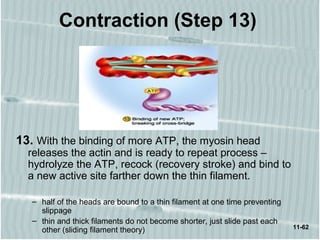 11-62
Contraction (Step 13)
13. With the binding of more ATP, the myosin head
releases the actin and is ready to repeat process –
hydrolyze the ATP, recock (recovery stroke) and bind to
a new active site farther down the thin filament.
– half of the heads are bound to a thin filament at one time preventing
slippage
– thin and thick filaments do not become shorter, just slide past each
other (sliding filament theory)
 