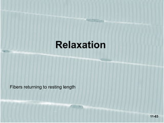 11-63
Relaxation
Fibers returning to resting length
 