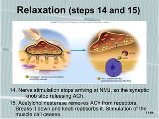 11-64
Relaxation (steps 14 and 15)
14. Nerve stimulation stops arriving at NMJ, so the synaptic
knob stop releasing ACh.
15. Acetylcholinesterase removes ACh from receptors.
Breaks it down and knob reabsorbs it. Stimulation of the
muscle cell ceases.
 