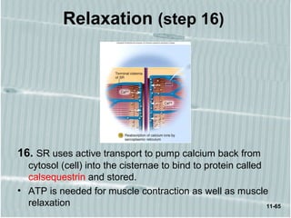 11-65
Relaxation (step 16)
16. SR uses active transport to pump calcium back from
cytosol (cell) into the cisternae to bind to protein called
calsequestrin and stored.
• ATP is needed for muscle contraction as well as muscle
relaxation
 