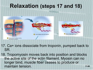 11-66
Relaxation (steps 17 and 18)
17. Ca+ ions dissociate from troponin, pumped back to
SR.
18. Tropomyosin moves back into position and blocks
the active site of the actin filament. Myosin can no
longer bind, muscle fiber ceases to produce or
maintain tension.
 