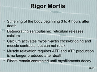 11-67
Rigor Mortis
• Stiffening of the body beginning 3 to 4 hours after
death
• Deteriorating sarcoplasmic reticulum releases
calcium
• Calcium activates myosin-actin cross-bridging and
muscle contracts, but can not relax.
• Muscle relaxation requires ATP and ATP production
is no longer produced after death
• Fibers remain contracted until myofilaments decay
 