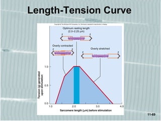 11-69
Length-Tension Curve
 