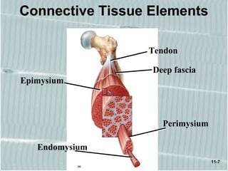 11-7
Connective Tissue Elements
Tendon
Deep fascia
Epimysium
Perimysium
Endomysium
 