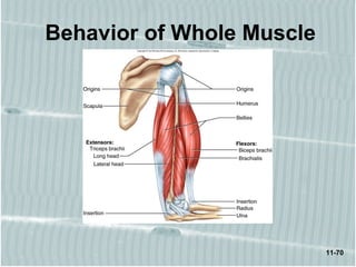 11-70
Behavior of Whole Muscle
 