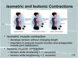 11-80
Isometric and Isotonic Contractions
• Isometric muscle contraction
– develops tension without changing length
– important in postural muscle function and antagonistic
muscle joint stabilization
• Isotonic muscle contraction
– tension while shortening = 1. concentric
– tension while lengthening = 2. eccentric
 